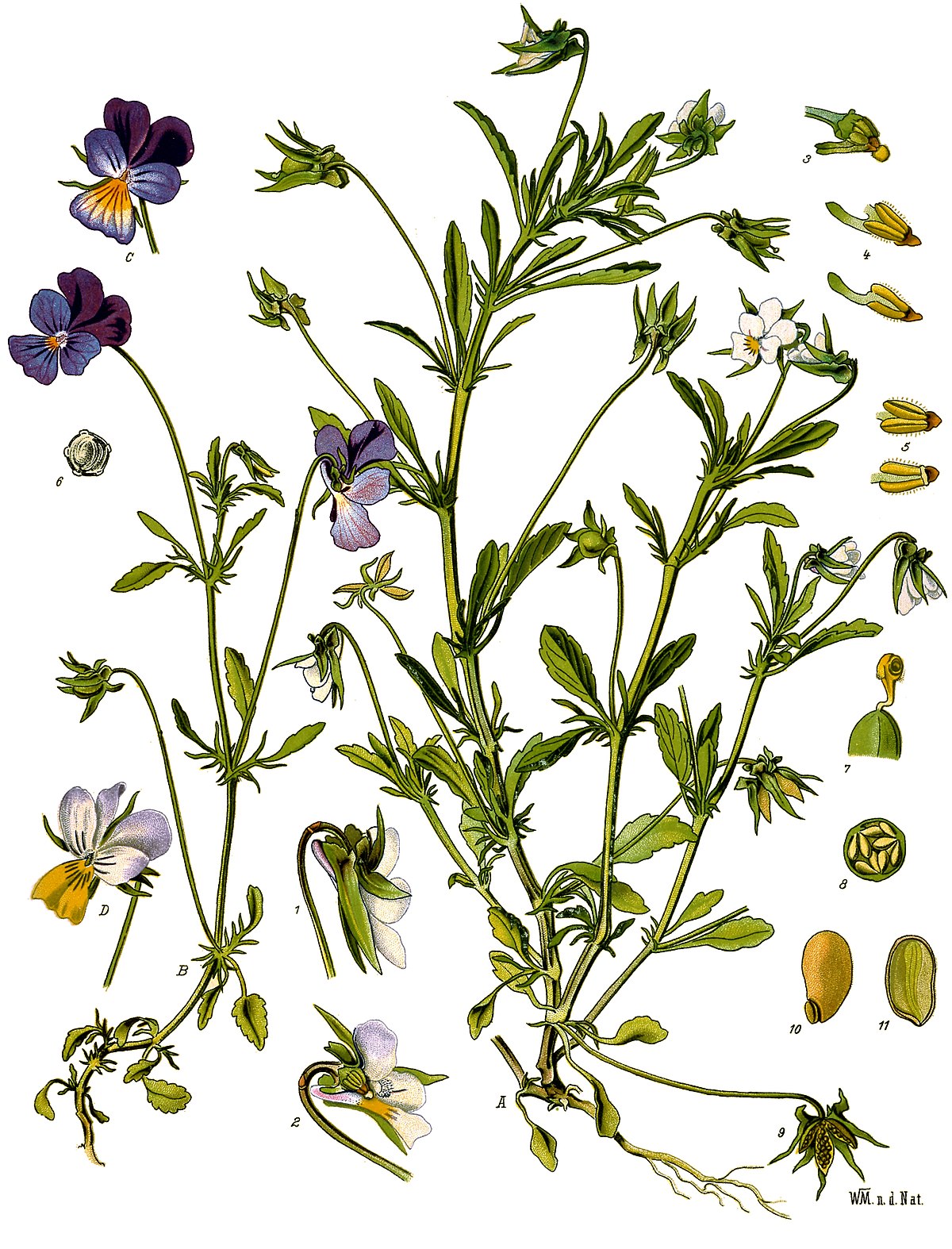
          Pensée tricolore (Viola tricolor)