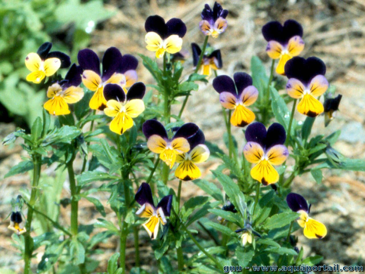 
          Pensée tricolore (Viola tricolor)