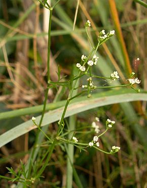 
          Persil des moissons (Petroselinum segetum) 