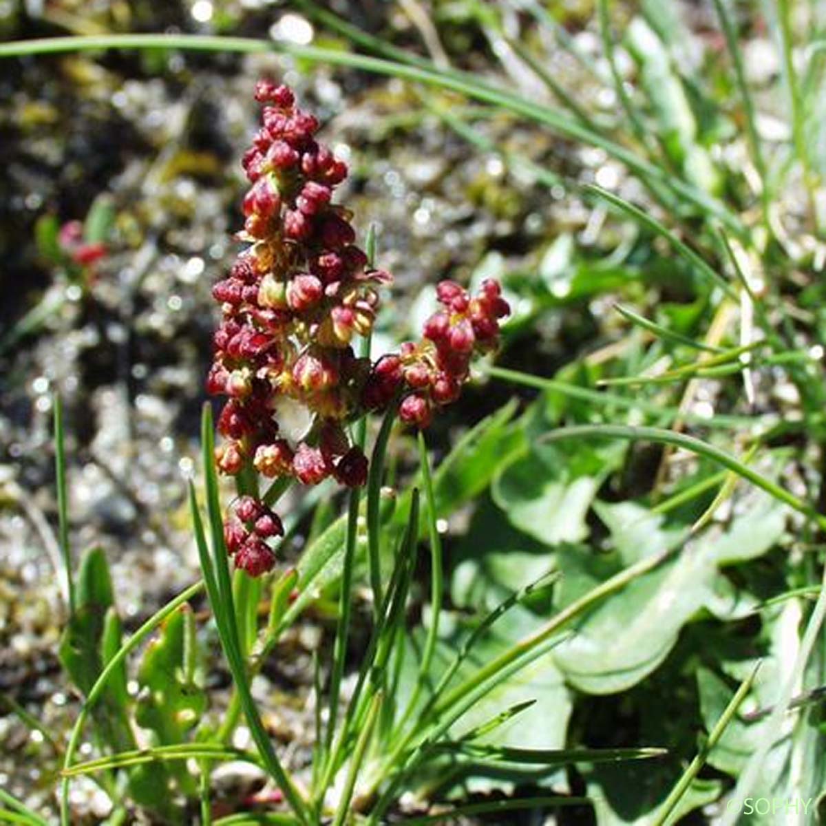 
          Petite oseille (Rumex acetosella)