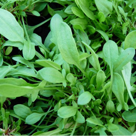 
          Petite oseille (Rumex acetosella)