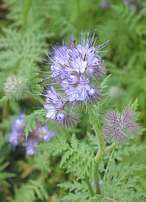 
          Phacélie à feuilles de tanaisie