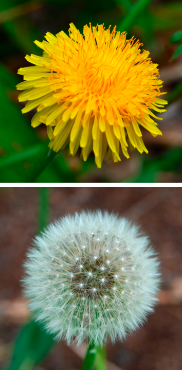 
          Pissenlit (Taraxacum)
