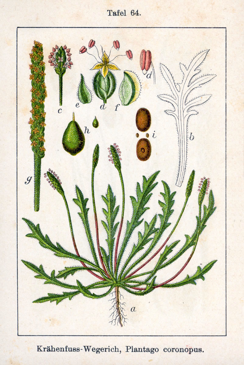 
          Plantain corne de cerf (Plantago coronopus)