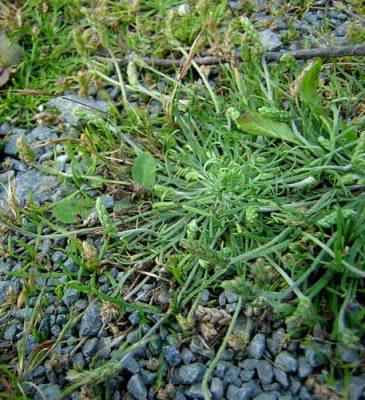 
          Plantain corne de cerf (Plantago coronopus)