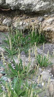 
          Plantain corne de cerf (Plantago coronopus)