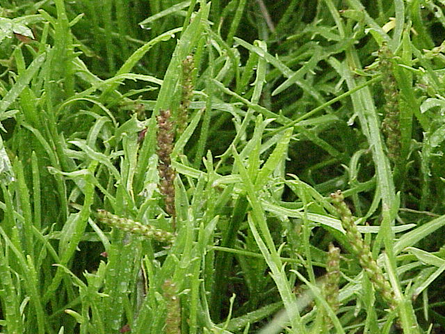 
          Plantain corne de cerf (Plantago coronopus)