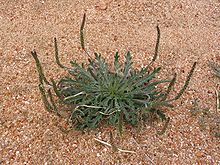 
          Plantain corne de cerf (Plantago coronopus)