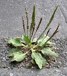 
          Grand plantain (Plantago major)