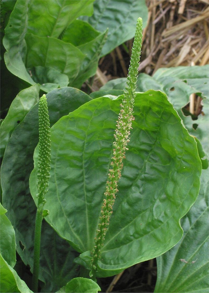 
          Grand plantain (Plantago major)
