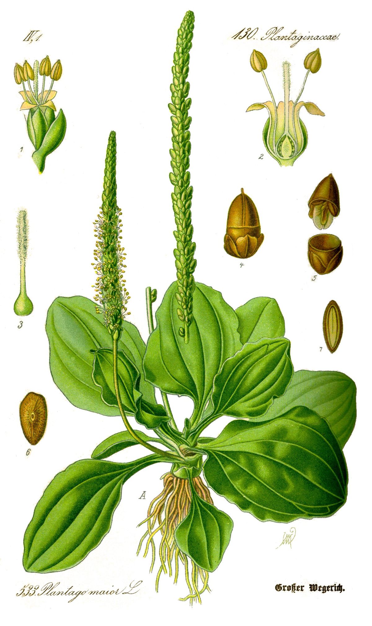
          Grand plantain (Plantago major) 