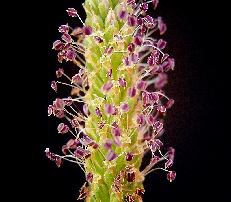 
          Grand plantain (Plantago major)