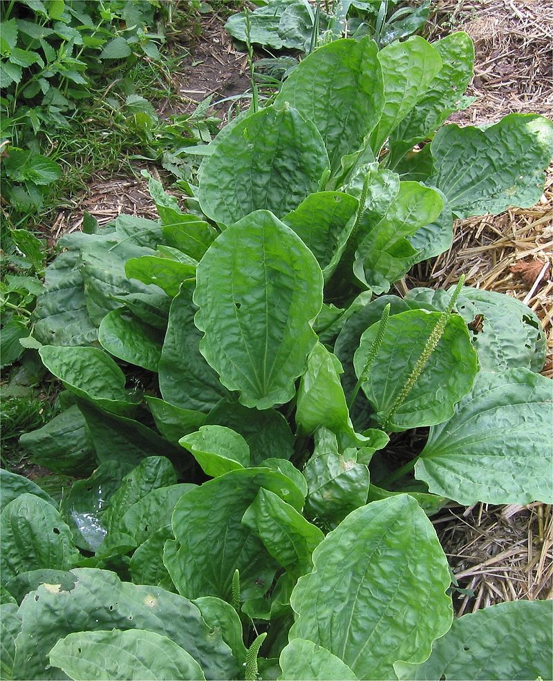 
          Grand plantain (Plantago major)