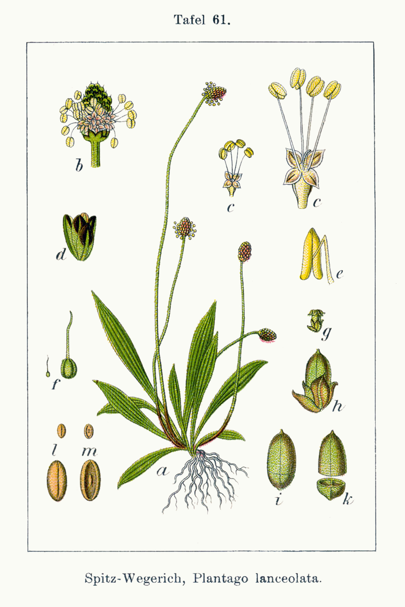 
          Plantain lancéolé (Plantago lanceolata)