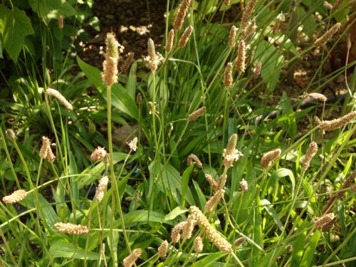 
          Plantain lancéolé (Plantago lanceolata)