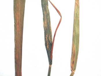 
          Ascochytose de l'orge (Ascochyta hordei)