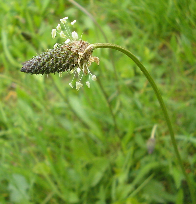 
          Plantain lancéolé (Plantago lanceolata)