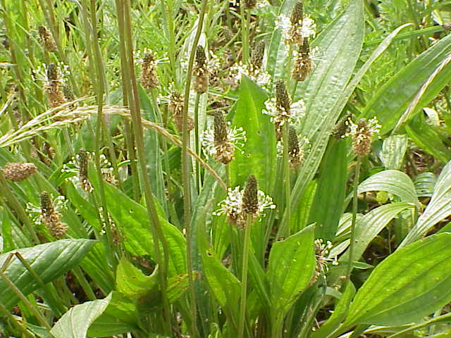 
          Plantain lancéolé (Plantago lanceolata)
