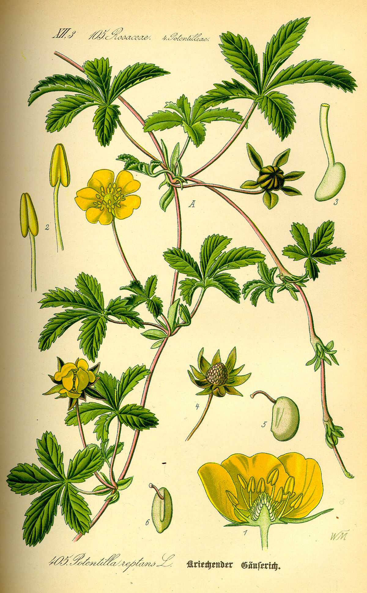 
          Potentille rampante