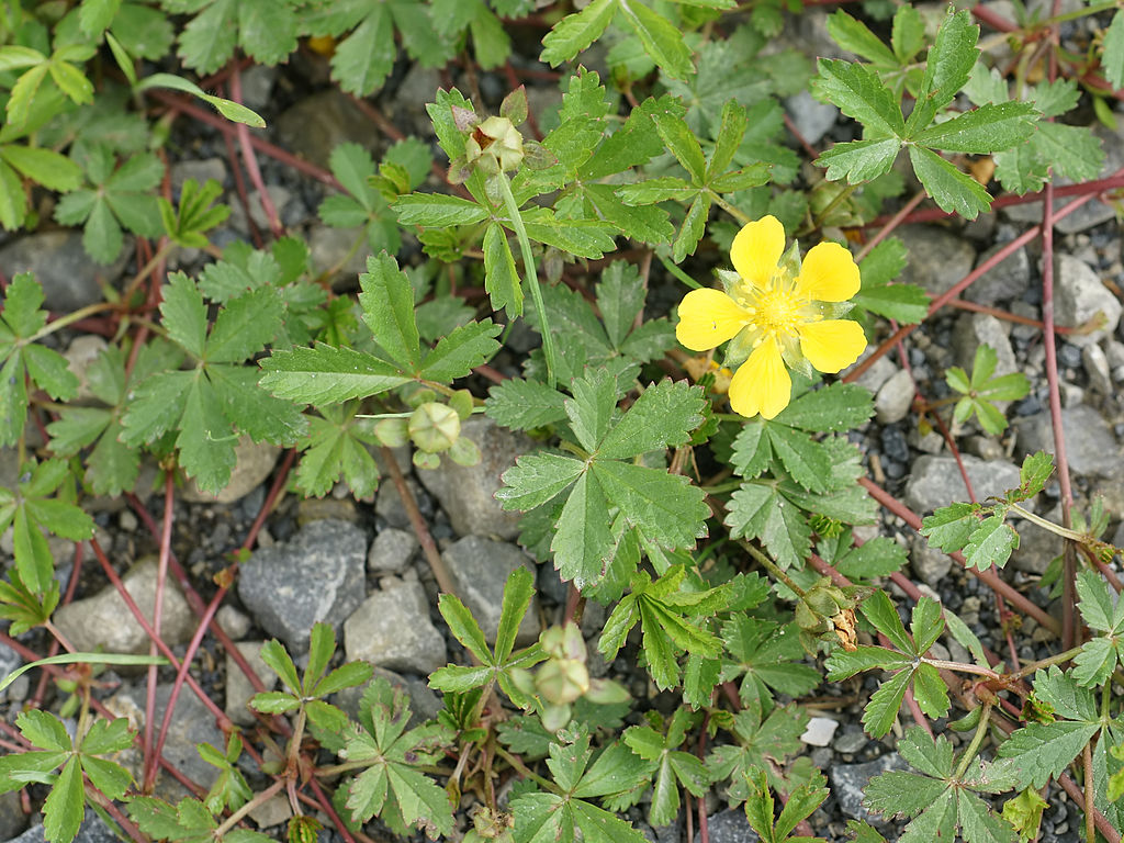 
          Potentille rampante