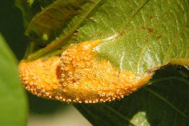 
          Puccinia coronata (Rouille couronnée des graminées)