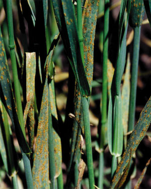 
          Puccinia coronata avenae