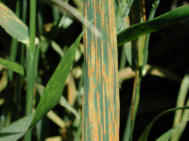 
          Puccinia striiformis (Rouille jaune)