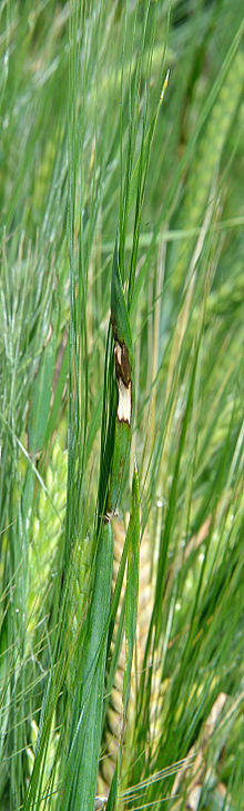 
          Rhynchosporiose de l'orge (Rhynchosporium secalis)