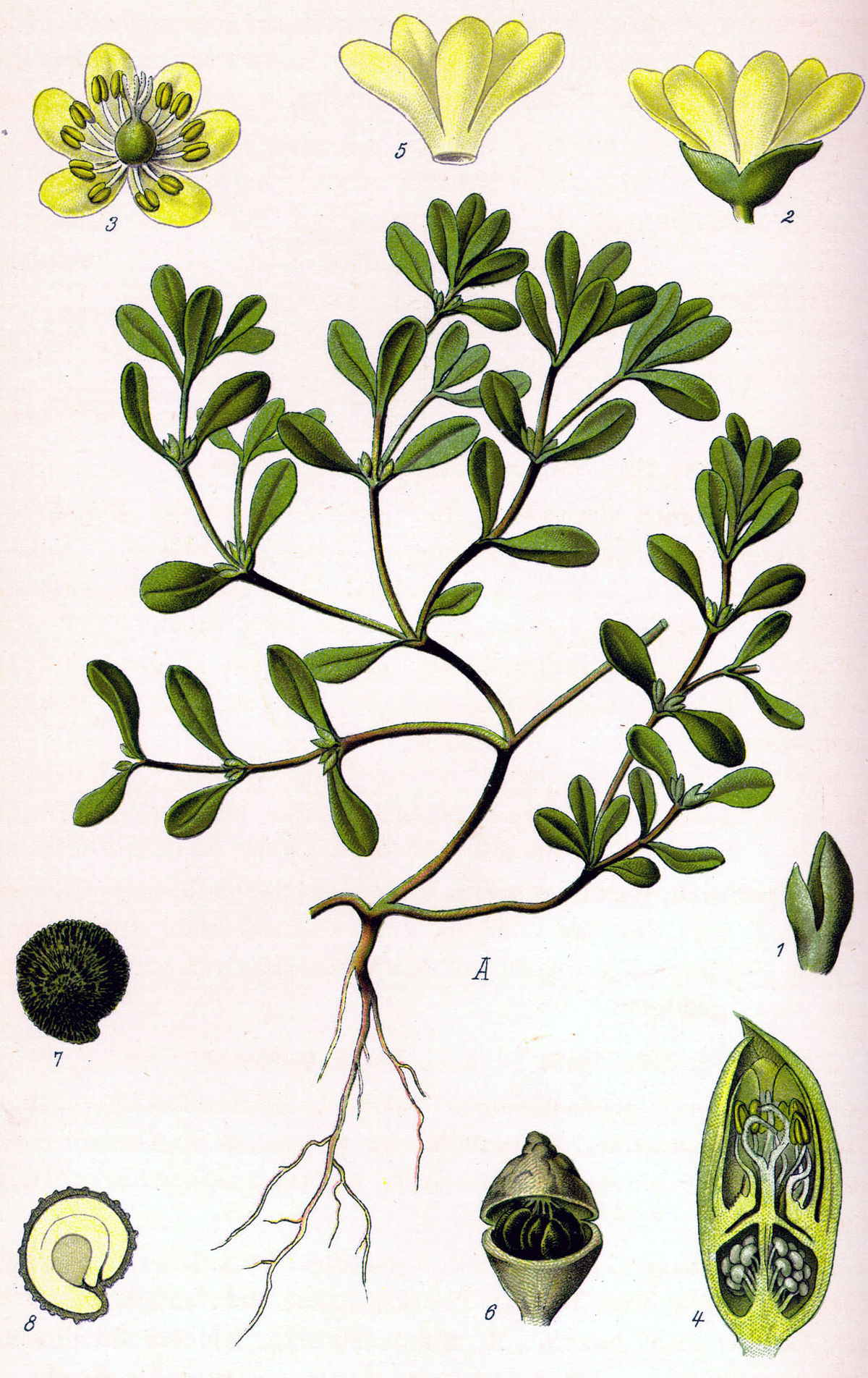 
          Pourpier (Portulaca oleracea)