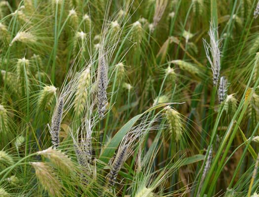 
          Charbon couvert (Ustilago hordei)