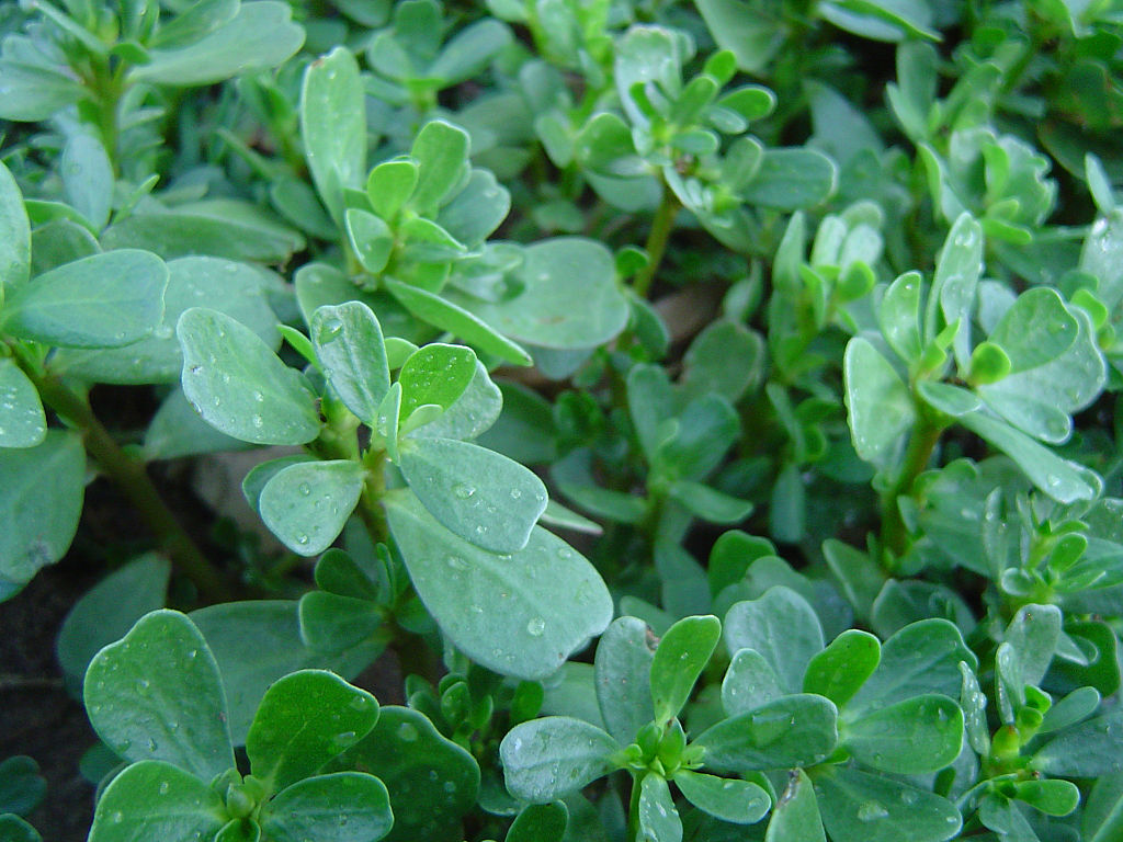 
          Pourpier (Portulaca oleracea)