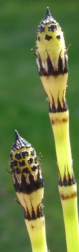 
          Prêle (Equisetum sp)