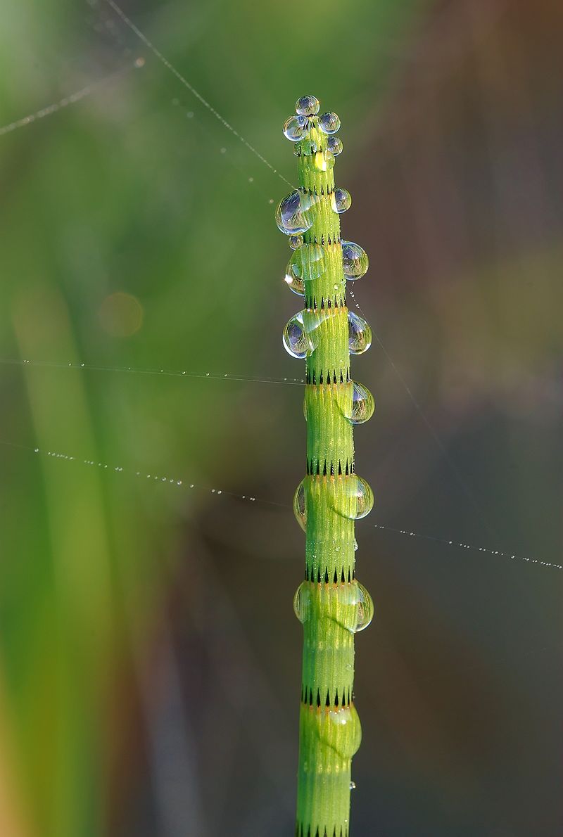 
          Prêle (Equisetum sp)