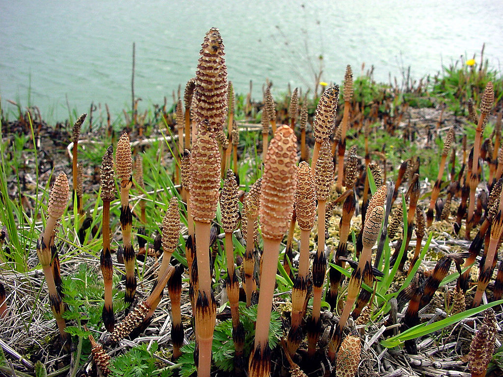 
          Prêle (Equisetum sp)