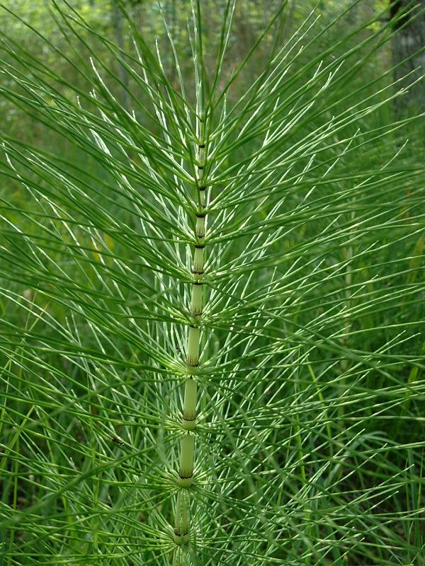 
          Prêle (Equisetum sp)
