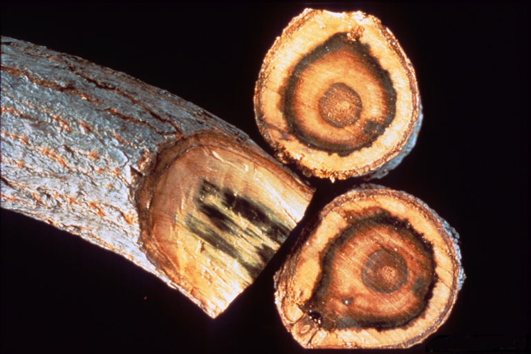 
          Flétrissement verticillien (Verticillium dahliae)