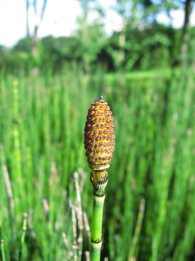 
          Prêle (Equisetum sp)