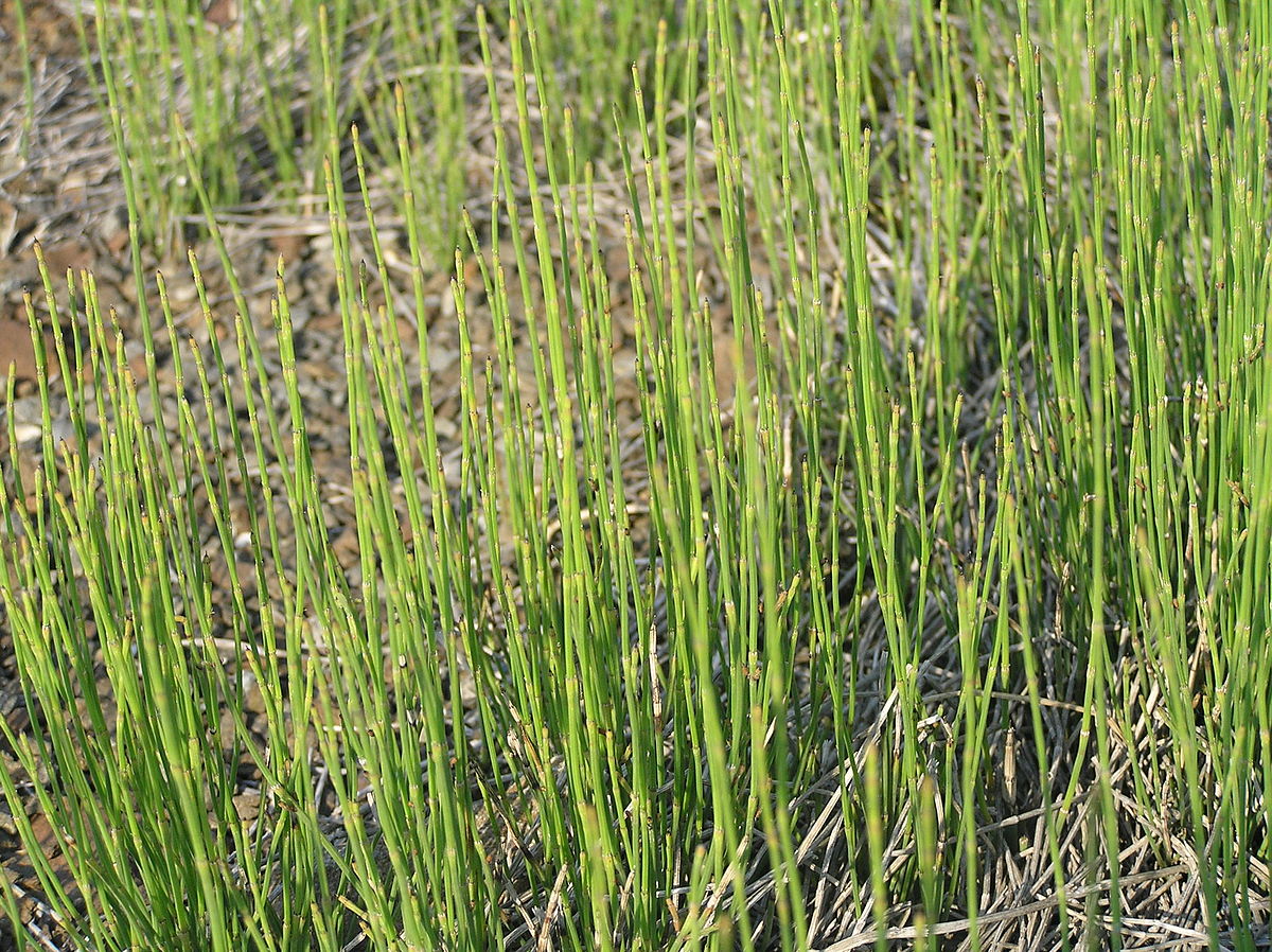 
          Equisetum ramosissimum (Prêle rameuse)