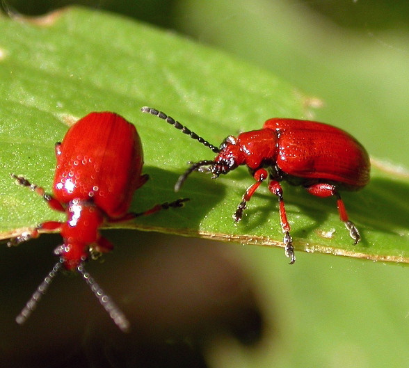 
          Lilioceris merdigera (Criocère de l'oignon et du muguet)