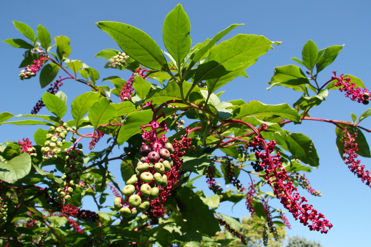 
          Raisin d'Amérique (Phytolacca americana)