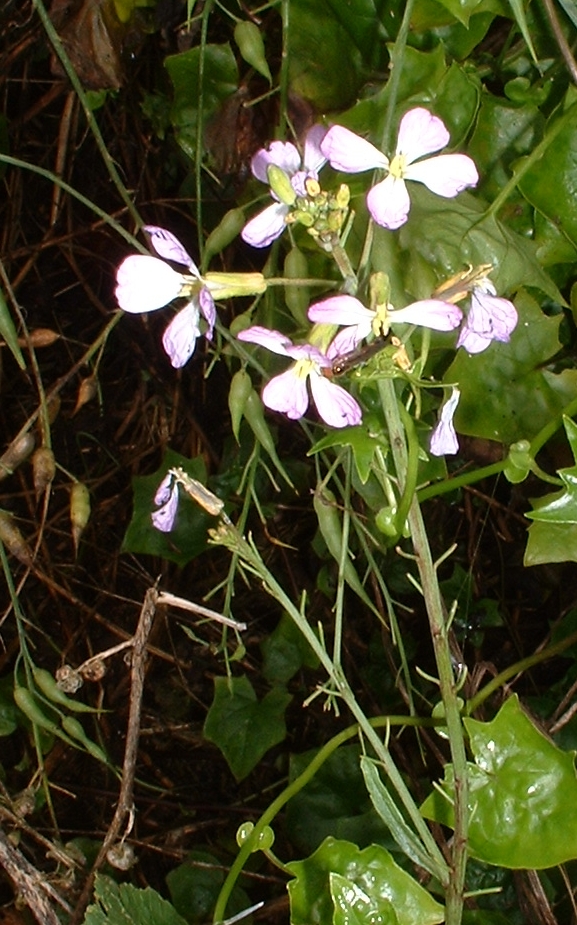 
          Ravenelle (Raphanus raphanistrum)