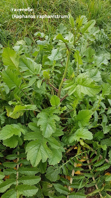 
          Ravenelle (Raphanus raphanistrum)