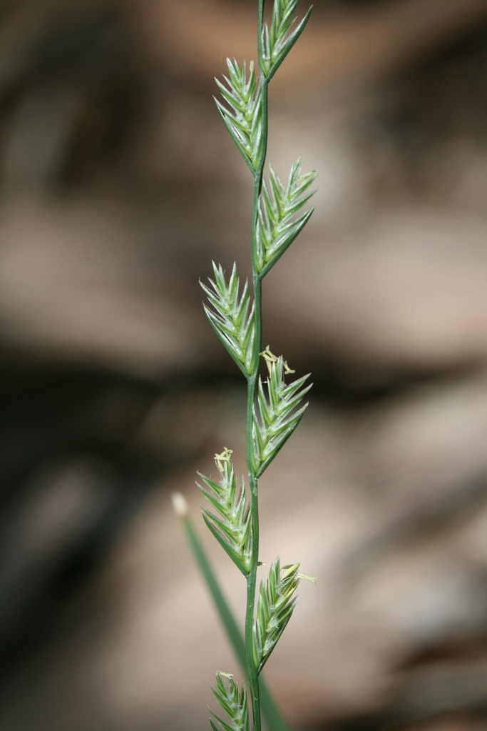 
          Ray-grass anglais