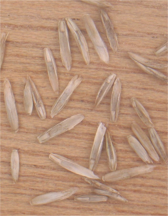 
          Ray-grass anglais 