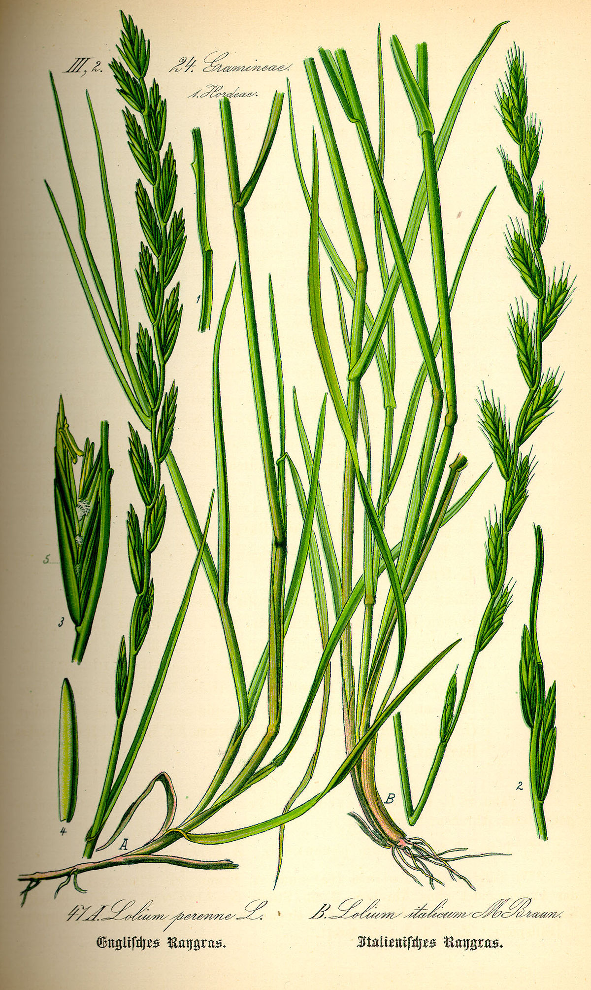 
          Ray-grass anglais