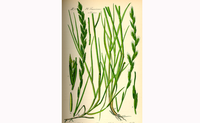 
          Ray-grass anglais