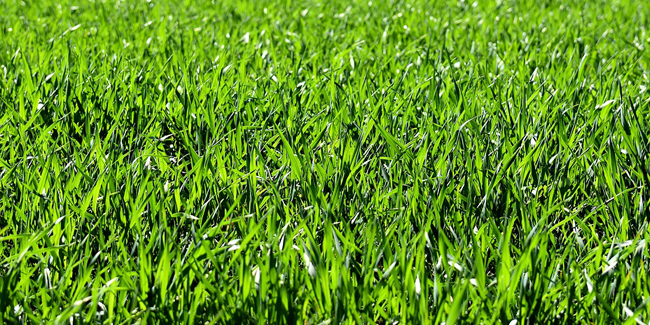 
          Ray-grass anglais