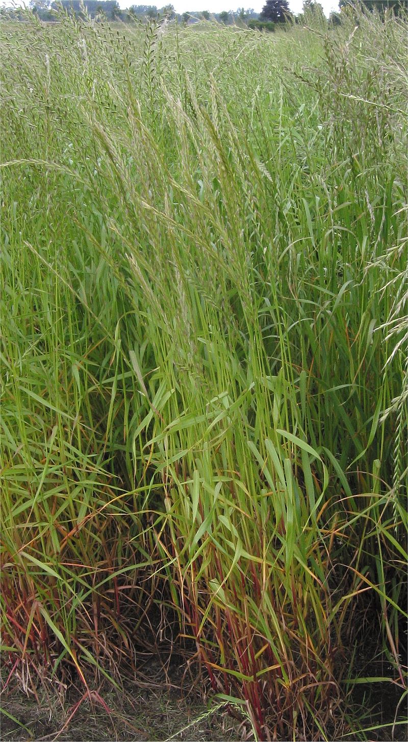 
           Ray-grass d'Italie