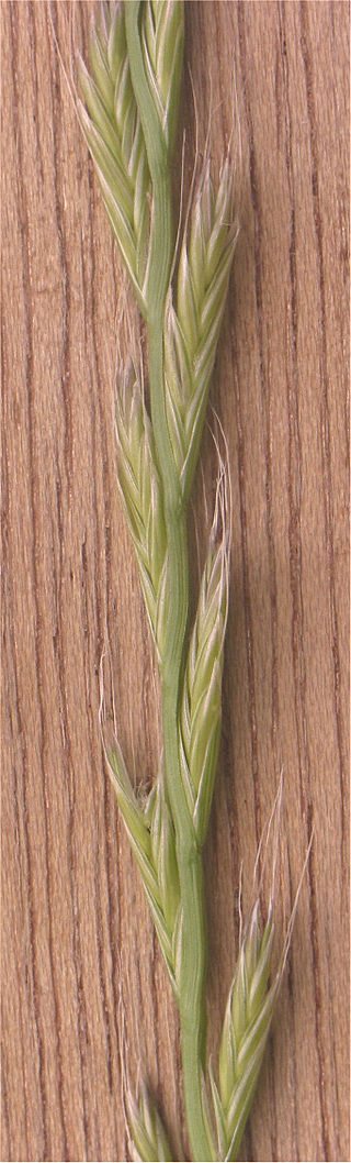 
          Ray-grass d'Italie