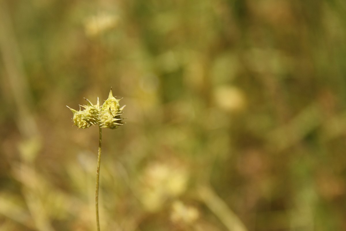 
          Renoncule des champs (Ranunculus arvensis)